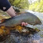 Grayling from Soča