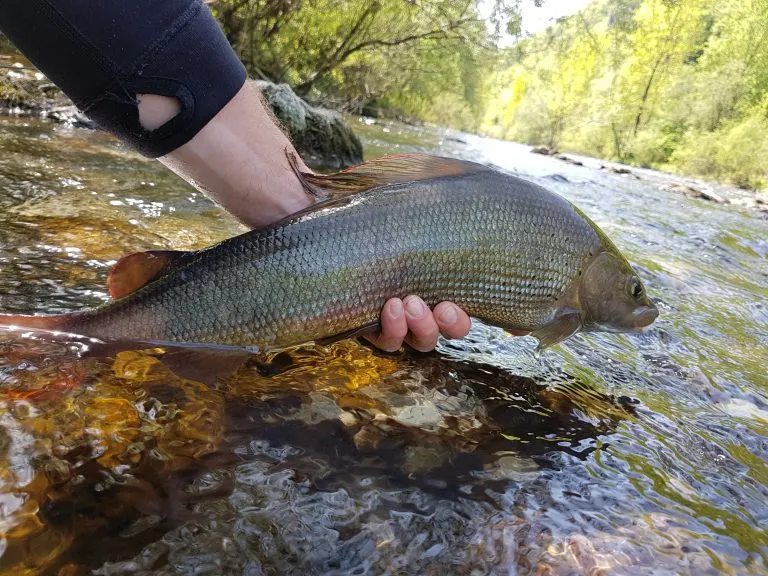 Grayling from Soča
