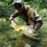Marble Trout in Slovenia