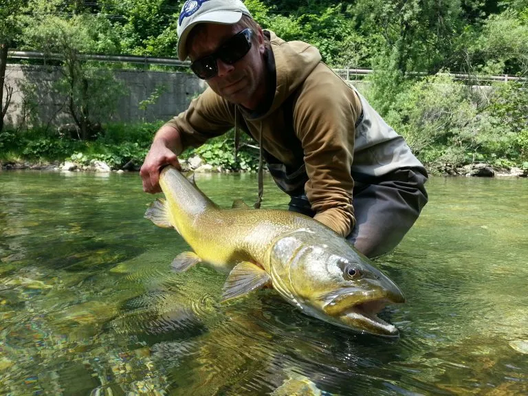Marble Trout in Slovenia