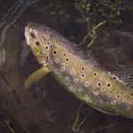 A beuatiful brown trout