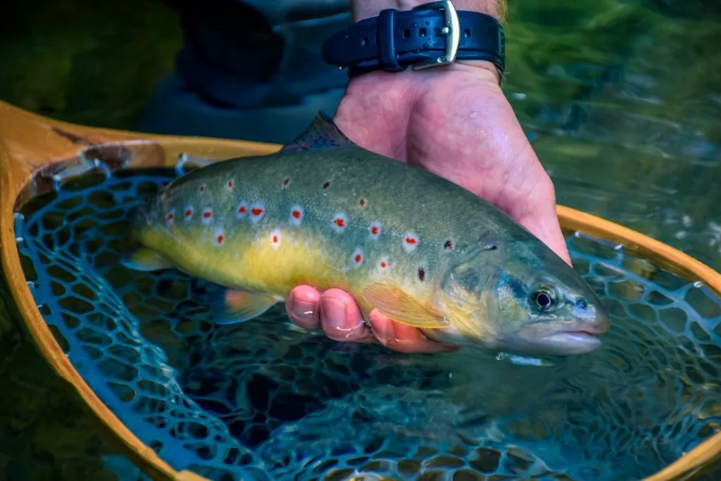 A beuatiful brown trout