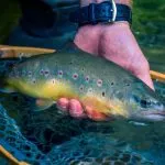 A beuatiful brown trout