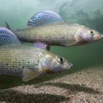 A couple of Graylings swimming