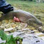 Marble Trout in Slovenia