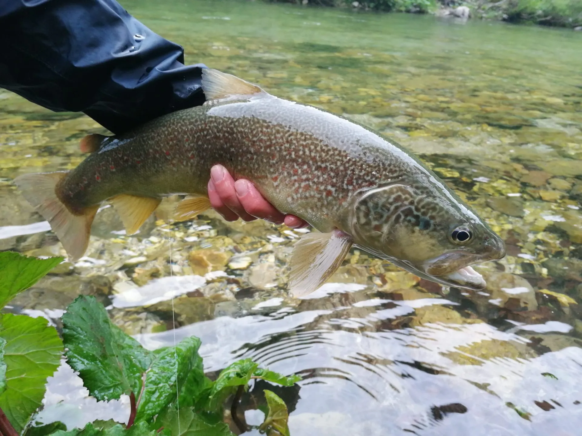 Marble Trout in Slovenia