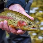 Its body is sprinkled with dots of different colors, giving it a rainbow look