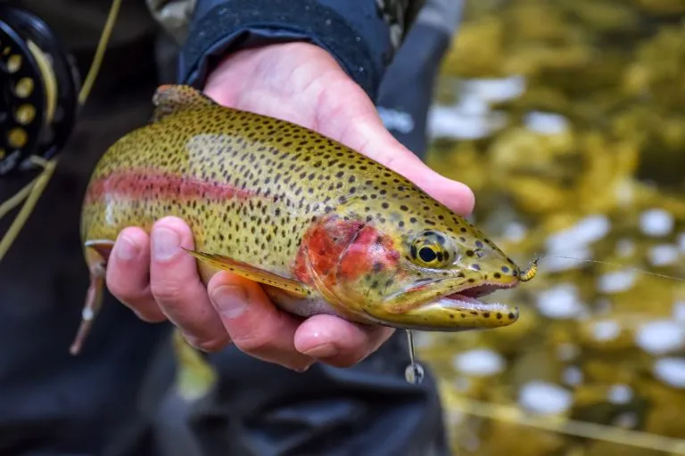 Its body is sprinkled with dots of different colors, giving it a rainbow look