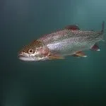 Rainbow Trout