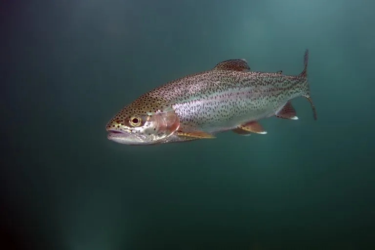 Rainbow Trout